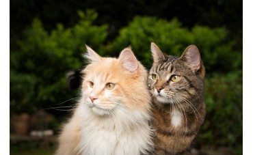 Indicazioni terapeutiche PET