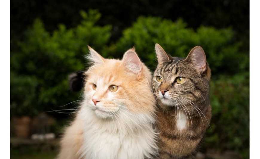 Indicazioni terapeutiche PET Indicazioni terapeutiche PET