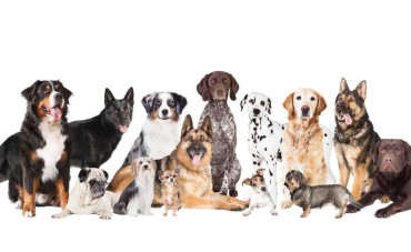 Applicazioni in Veterinaria