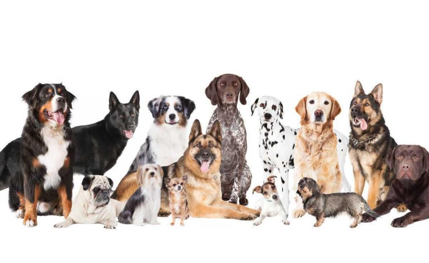 Applicazioni in Veterinaria Applicazioni in Veterinaria